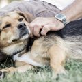 国境を越える犬の増…