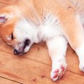 犬の寝ている位置で…