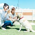 『人懐っこい犬』に…