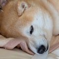 注射を打った犬→『1…