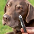 犬の命を脅かす『有…