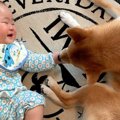 犬に『子守り』をさ…