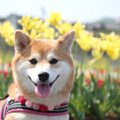 日本各地で開催！犬…