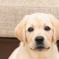 危険！犬が口に入れ…