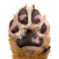 犬の足裏バリカンの…