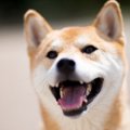 柴犬の外飼いは可能…