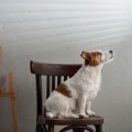 犬の「視線」でわか…