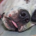 犬のパピローマウイ…