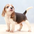 犬のしっぽでわかる♡…