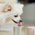 犬が炭酸飲料を飲ん…