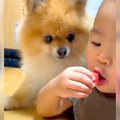 犬の前で『赤ちゃん…