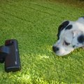 子犬に掃除機を慣れ…