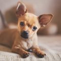 犬のためを思うなら…