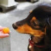 犬がご飯食べない時…