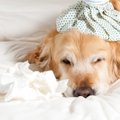 国内初、犬猫の感染…