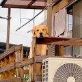 大型犬が『お留守番…