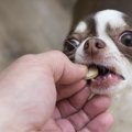 犬の問題行動への投…