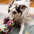 犬の散歩に行けない…