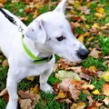 犬がその場でピタッ…