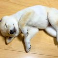 生後60日の柴犬が『…