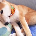 ケンネルコフなのに…