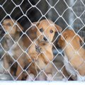 なぜ『犬を捨てる人…