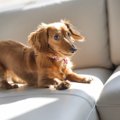『好奇心旺盛な犬種…