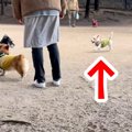 犬がドッグランで、…