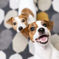 多頭飼いを考えてい…