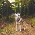 犬を飼っているとよ…