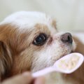 犬がみせる『老化の…