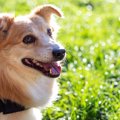 犬が『シニア期』に…