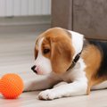 100均で買える『犬用…
