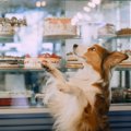 犬にチョコを絶対に…