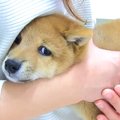 赤ちゃん犬が『初め…