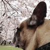 わんちゃんが私に教…