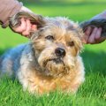 よそのおうちの犬に…