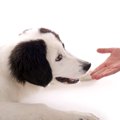 犬が飼い主に『触ら…