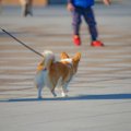 犬が『ゆっくり歩く…