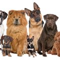犬の大きさ　分類や…