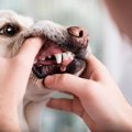 犬の危険な『口の中…