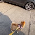 犬が『家族の車が前…