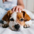 犬が『一緒に寝てく…