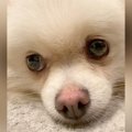 不安げな表情の『繁…