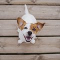 犬に与えてはいけな…