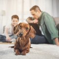 犬が飼い主から離れ…