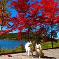 愛犬を連れて紅葉の…