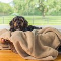 犬が巣作りをすると…