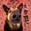 犬にダウン症はある…