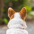 犬が飼い主を『無視…